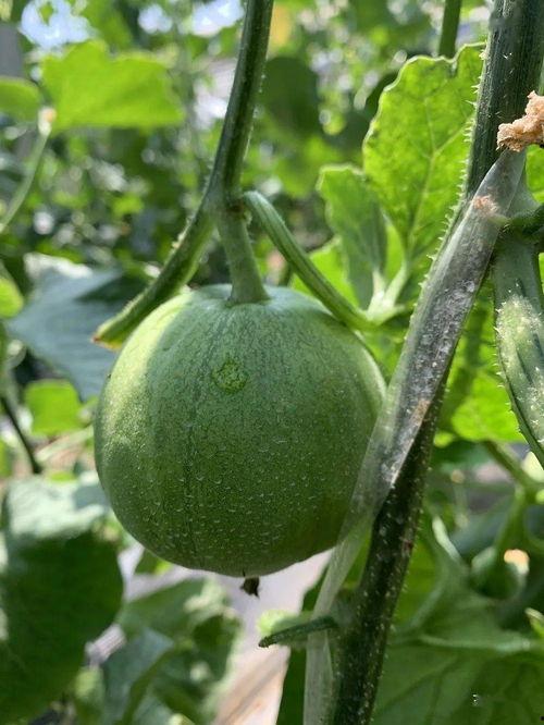 娱乐瓜吃瓜最新,揭秘明星背后的秘密与真相